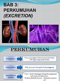 Organ tumbuhan merupakan kumpulan jaringan tumbuhan yang memiliki fungsi tertentu. Bab 3 Perkumuhan