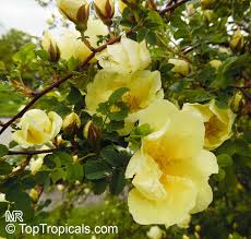 Image result for Rosa sp.