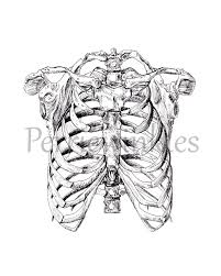 We begin by talking about the structure and anatomy followed by a simplification method for construction and drawing. Human Rib Cage Drawing At Paintingvalley Com Explore Collection Of Human Rib Cage Drawing