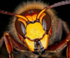 Maybe you would like to learn more about one of these? Comment Faire Fuir Efficacement Les Guepes Les Abeilles Et Les Frelons Destruction De Nid De Frelon Paris 75 92 94 93 95 91 77 78 Ile De France