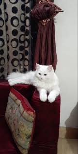 Adopt + foster ready to find a new best friend? Pakistan Animal Rights Organisation On Twitter Adoption Alert Lahore Two Persian Male Cats Are Up For Adoption Both Are 7 Months Old Dewormed Vaccinated And Litter Trained Looking For A Reliable