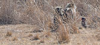 Image result for Polystachya woosnamii