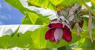 Lotus is the national flower of india. Long Before American Hipsters Indians Had Discovered The Scrumptious Secrets Of Edible Flowers