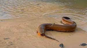 pescando um peixe eletrico peixe eletrico peixes eletrica