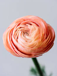 Image result for Ranunculus  cooleyae