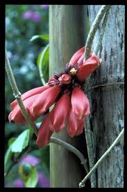 Image result for Tecomanthe dendrophila