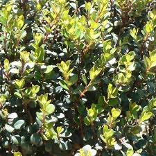 Image result for Myrsine africana