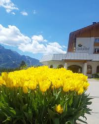 Die Tulpen Bluhen Garden Gartentime Garten Gartengestaltung Bluhendesosterreich Blooming Bloom Bluhen Bluten Tulpe Tulpen Holland Holland In 2020