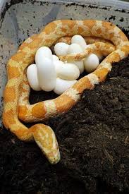 Creamsicle Corn Snake And Her Eggs Motherhood Snakes Eggs Corn Snake Snake Reptiles And Amphibians