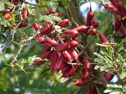 Image result for Acacia cornigera