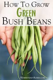 Bush beans climbing beans adzuki bean broad beans edamame new guinea bean rice bean tepary bean tropical and subtropical beans. How To Grow Green Bush Beans For A Successful Harvest Homestead Acres