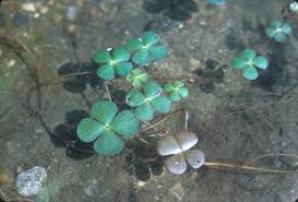 Image result for Marsilea burchellii