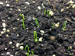 Best methods for a successful onion harvest. Why Planting Onion Seeds Is Better Than Planting Sets And How To Do It Right