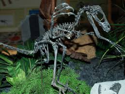 Bambiraptor (greek for bambi thief, after the disney cartoon character); Bambiraptor Primal Rift