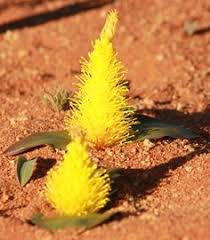 Image result for Daubenya