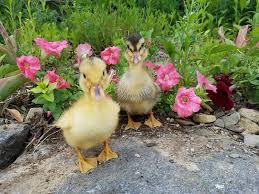 raising ducklings naturally fresh eggs daily