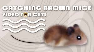Cat Games Catching Brown Mice Video For Cats To Watch More Videos For Cats Www Tvbini Com Cat Gif Kitty Games Cat Entertainment