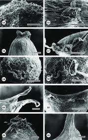 Image result for Schoenefeldia transiens