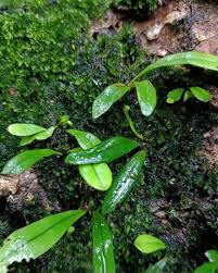 Image result for Lepisorus