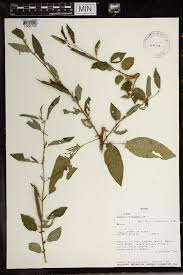 Image result for Corchorus schimperi