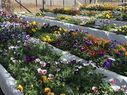 Maybe you would like to learn more about one of these? France Offers A Promising Market For Edible Flowers