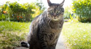 Well, it's not fat and it's not because he/she has been spayed or neutered. Vet Busts Myth About Saggy Bellies On Cats