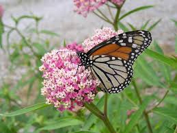 We did not find results for: How To Plant Milkweed Seeds Opn Seed