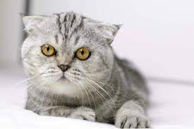 They are very loyal any quiet natured cats and loves to stay always near their owners. 9 Popular Flat Faced Cat Breeds Health Considerations Purrfectcatbreeds