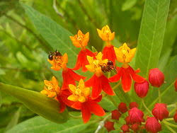 Image result for Asclepias buchwaldii