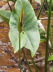 Image result for Gonatopus clavatus