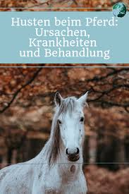 Pferd Hustet Ursachen Krankheiten Und Behandlung Pferdekrankheiten Husten Pferd