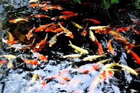 Koi Fish Pond Koi Fish Pond Koi Fish Koi