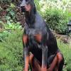 It all started in the year 2014, when we got first got our male and female doberman puppies. 1