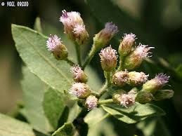 Image result for Pluchea dioscoridis