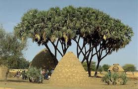 Image result for Hyphaene