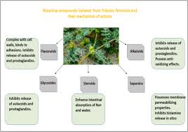 Promising phytopharmacology, nutritional potential, health ...