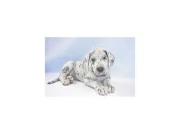 1,771 likes · 10 talking about this. Great Dane Puppies Jacksonville Nc