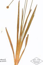 Image result for Xyris parvula