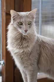 Lilac Mackerel Tabby Rare Cats Cat Breeds Cat Colors