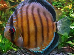 Symphysodon Axelrodi Discus Fish Tropical Fish Fish