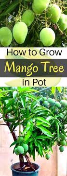 Select an area to grow your mango tree. How To Grow Mango Tree In Pot Home Gardeners