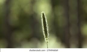 Image result for Schmidtia kalahariensis
