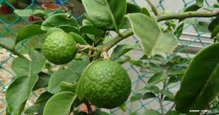 Kasturi jakarta utara, limau kasturi jakarta timur, limau kasturi jual ke jakarta pusat, limau b uah limau kasturi ini memang belum populer di indonesia. Mudahnya Tanam Limau Purut Ikut 4 Langkah Simple Ini Ibs Focus Kontraktor Bina Rumah Ibs Atas Tanah Sendiri