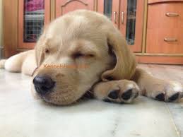 There are often many great labradoodles for adoption at local animal shelters or rescues. Light Brown Labrador Retriever Puppy For Sale In Mumbai