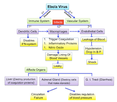 Maybe you would like to learn more about one of these? Group 2 Presentation 3 Ebola Wiki