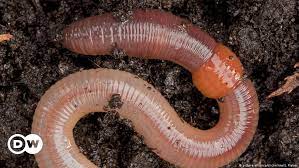 Those interested in earthworm identification are encouraged to use a recognised key to determine the specific identity of their specimen. Earthworm Numbers Dwindle Threatening Soil Health Environment All Topics From Climate Change To Conservation Dw 30 01 2017
