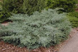 To 700 cm plant height: Juniperus Grey Owl Landscape Plants Oregon State University