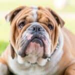 It is only a moderate shedder and takes only a weekly brushing (or more during shedding season) with a rubber brush or slicker brush to keep the coat. Do English Bulldogs Shed