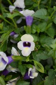Image result for Torenia thouarsii