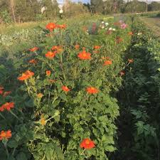 Image result for Tithonia